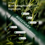 سرم حجم دهنده ریشه رزماری آروماتیکا AROMATICA Rosemary Root Volumizing Scalp Serum - Image 2